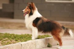 中型犬只