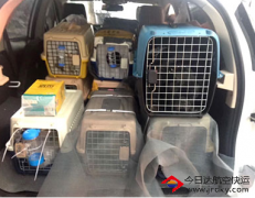 寵物活體雞鴨魚苗空運